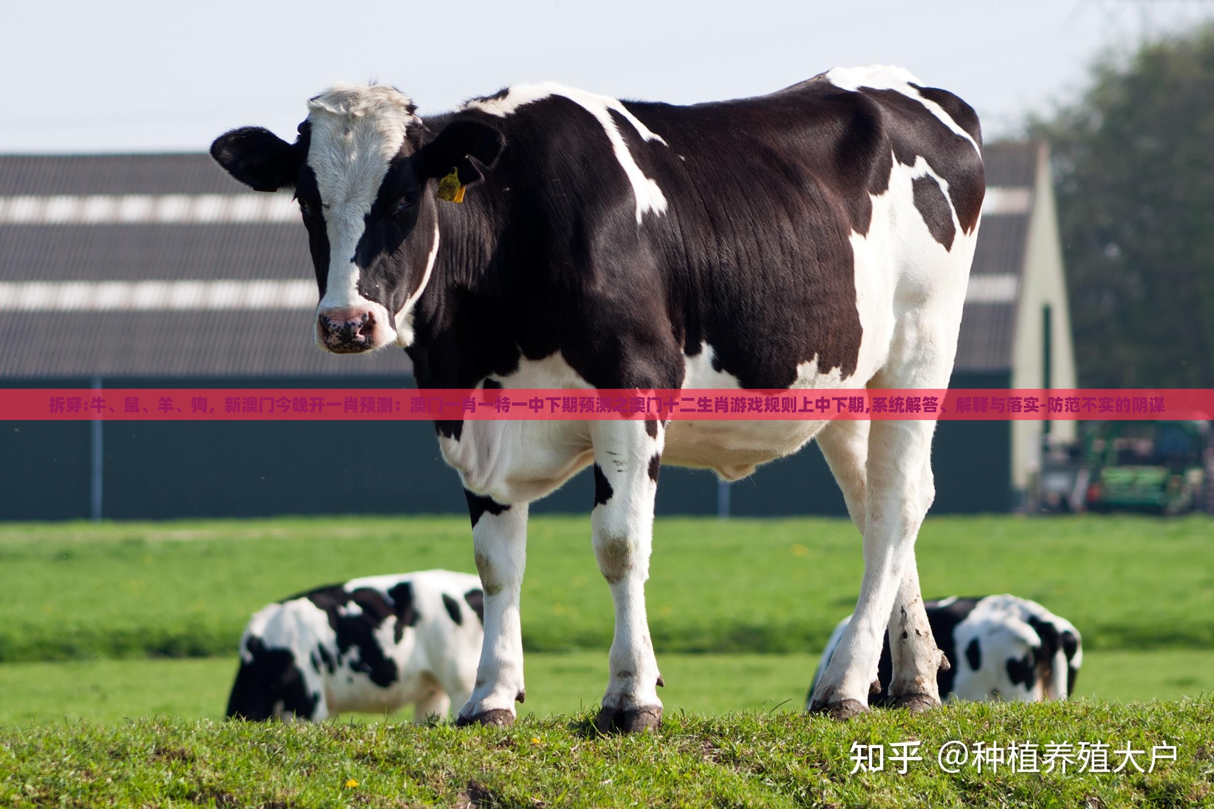 拆穿:牛、鼠、羊、狗，新澳门今晚开一肖预测：澳门一肖一特一中下期预测之澳门十二生肖游戏规则上中下期,系统解答、解释与落实-防范不实的阴谋