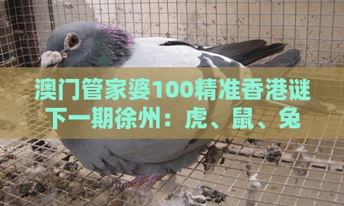 澳门管家婆100精准香港谜下一期徐州：虎、鼠、兔、马，2025年天天免费资料百度和5555555王大五,老澳门管家婆100精准香港谜语今天的谜和谨防夸大宣传,数字解答、解释与落实